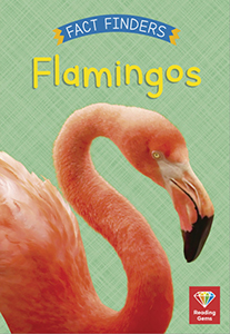 Cover Art for Flamingos