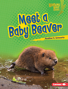 Cover Art for Meet a Baby Beaver