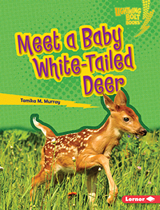 Cover Art for Meet a Baby White-Tailed Deer